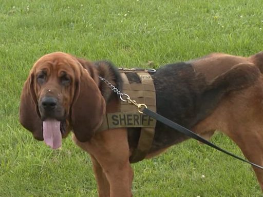 K-9 who ‘loves work’ back fighting crime after losing his leg to cancer