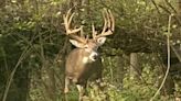 Deer mating season is upon us, which may mean more wrecks in KY. Here’s the latest data