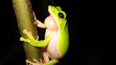 守護台灣珍稀物種諸羅樹蛙 研究：3大族群棲地應分別保育