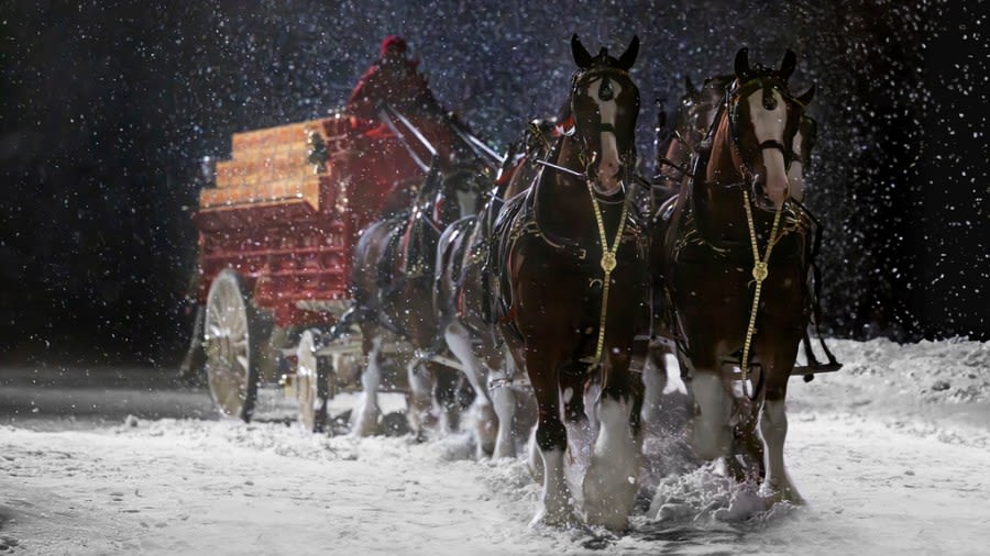 Budweiser’s iconic Clydesdales appearing in Green Bay, set for five days of events