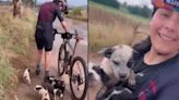 Conmovedor video: ciclistas rescataron a 6 perros que habían dejado abandonados