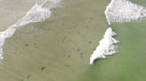 Hydrofoil Surfer Avoids Sharks by Flying Above the Lineup (Clip)