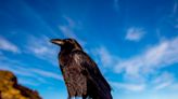 No te metas con los cuervos, las aves más inteligentes del mundo