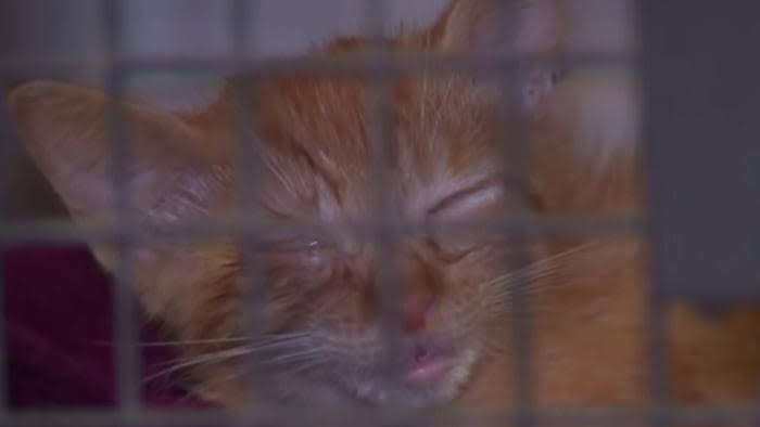 Cat virus puts pause on some Central Florida animal shelters