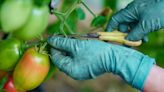 Tomato growing expert shares 'important' pruning method that will boost harvest