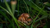 Cicadas: Why you may not hear them at all if you haven’t yet