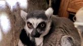 An Illinois family heard a noise in their garage. It was an endangered ring-tailed lemur.