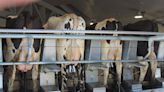 Researchers believe milking equipment is aiding transition of bird flu between cows