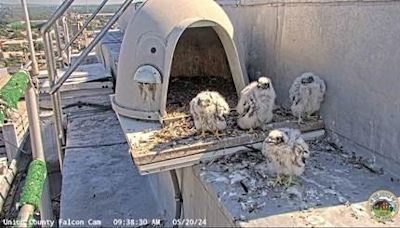WATCH: Four peregrine falcon chicks hatch atop Union County Courthouse