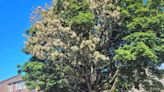 'It's breaking my heart': Helston residents fight to save much-loved tree