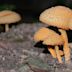 三硫色蘑菇