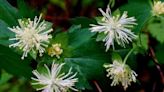 How a rare plant found only near Lake Shasta finally got protection to help save it