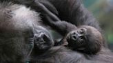 Critically Endangered Gorilla Born at London Zoo Has Zookeepers 'Grinning from Ear to Ear'