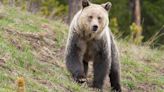Feds Investigate Possible Killing Of Grizzly Bear Found Dead Near Yellowstone