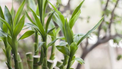 Anyone Can Keep This Lucky Plant Alive