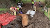 Fire crews rescue 20-year-old horse from bog in Brecon
