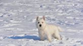 Moment West Highland White Terrier Learns She's Capable of Throwing Snowballs Is Perfect