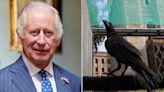Tower of London Welcomes New Baby Raven — and His Name Is a Nod to King Charles