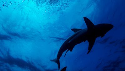 Shark Viciously Attacks Teenager During Lifeguard Training Camp