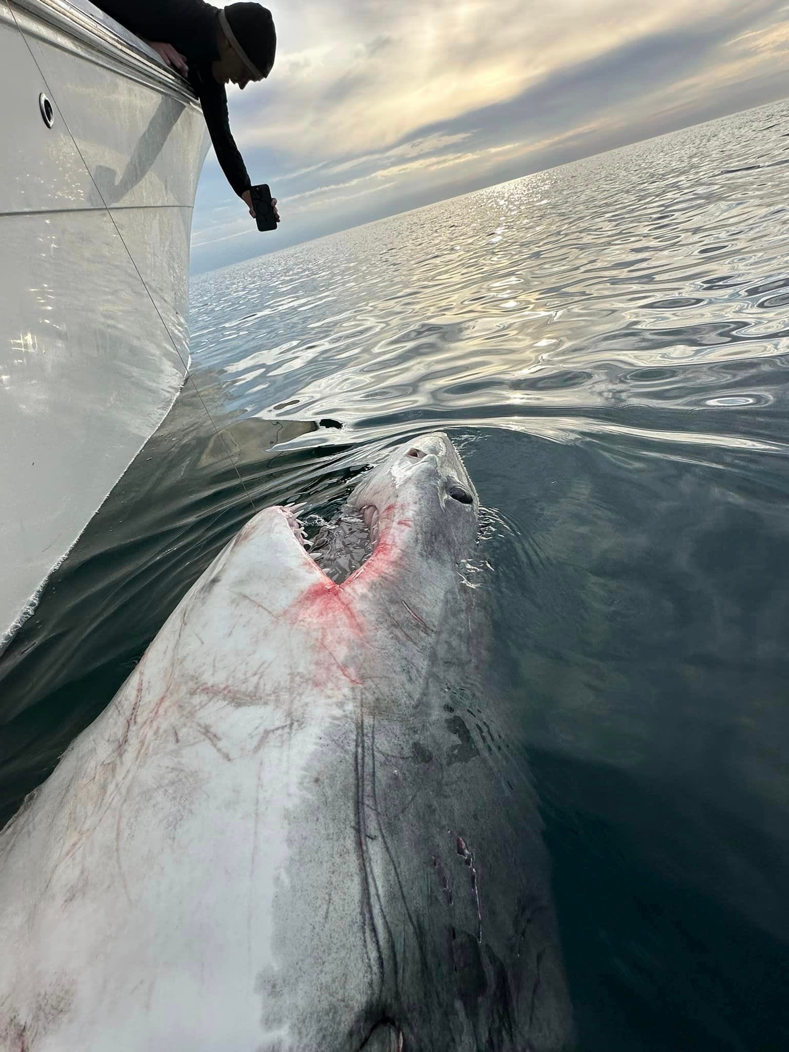 Leebeth, 2,600-pound great white shark that swam through MS waters: Where is she now?