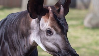 Potter Park Zoo welcomes a unique animal to the family