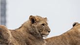Lincoln Park Zoo lion cub euthanized