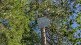 Southern Oregon tree sitters protest old-growth logging from 100 feet above the forest floor