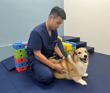 貓犬肥胖有礙健康 獸醫師呼籲健康餵養、運動雙管齊下