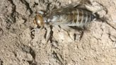 Descubren en lagunas de La Mancha húmeda una especie de grillo extinto en 1936