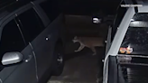 Mountain lion seen prowling neighborhood streets in Southern California