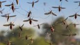 Qué es la fiebre de Oropouche, la infección parecida al dengue que avanzó en 4 países de Sudamérica