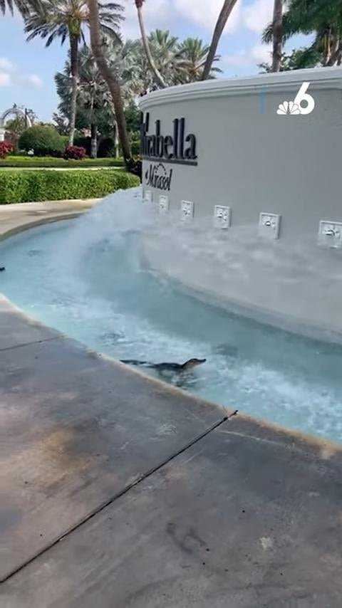 Watch: Baby gator beats the heat in Florida fountain