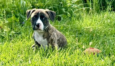 Butler County animal shelter provides happy update on puppy found abandoned inside bag at park