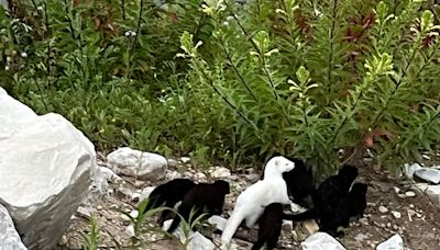 Frolicking group of mink, including an albino, spark social media stir in Port Washington