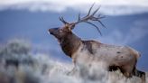 Enraged elk takes out aggression on cars and hikers alike in Colorado