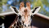 Watch: Giraffe lifts Texas toddler from vehicle at drive-thru safari