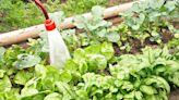 10 Best Spinach Companion Plants for Natural Pest Control
