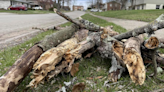 Muhlenberg County officials provide direction on storm debris cleanup efforts