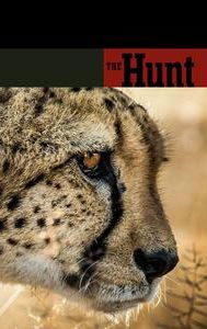 The Hunt