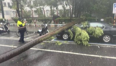 台南「強風大雨」8區淹水警戒 椰子樹倒下砸中轎車
