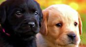 2. Too Cute! Puppies