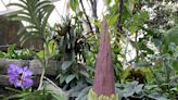 Rare, stinky corpse flower on the verge of blooming at Milwaukee's Mitchell Park Domes