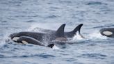 Boats still aren't safe from orcas as the Mediterranean yachting season kicks off and killer whales sink another yacht