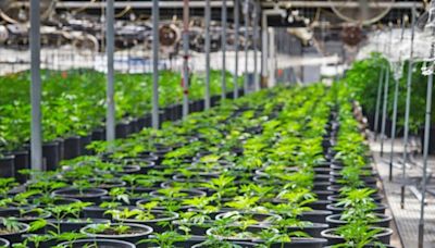 State completes Santa Barbara County cannabis business licensing audit