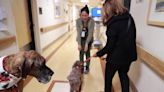 Therapy Dogs help patients heal