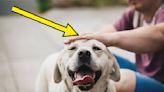 Here's When (And Where) You Shouldn't Pet Your Dog, According To A Veterinary Behaviorist