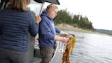 DNR and Squaxin Island Tribe partner to conserve last major kelp bed in South Sound