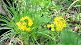 Yawning over lawn? Native groundcovers add interest, help environment