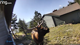 Bull elk wanders up to Ring doorbell and lets out piercing wail in Colorado. Hear it