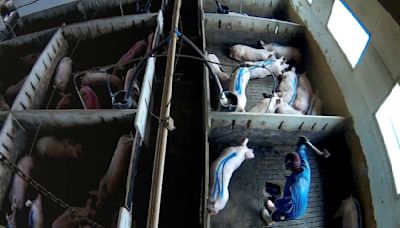 Denuncian otra granja del terror en Arauzo de Torre (Burgos): cerdos con deformaciones, maltratados y con ratas en los comederos